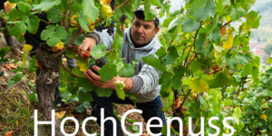 Mann bei der Weinlese in einem Weinberg, üppig grünes Laub, Überlagerung von RoterBur HochGenuss.