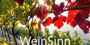 Das Sonnenlicht scheint durch die Blätter der RoterBur-Weinreben, während Arbeiter in einem Weinberg Trauben ernten.