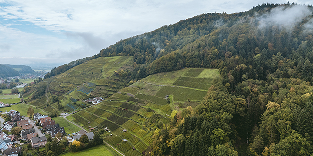 Luftaufnahme von terrassenförmig angelegten Weinbergen an einem Hang neben einem Wald und einem kleinen Dorf.