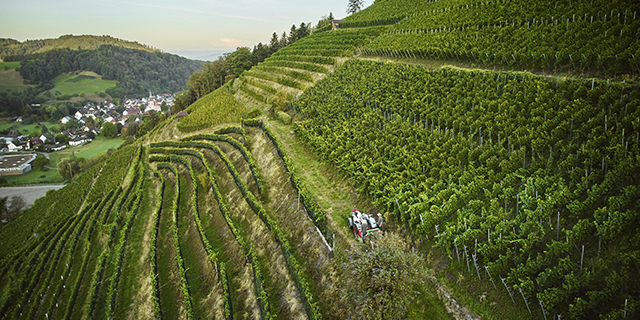 Terrassenförmig angelegter Weinberg am Hang mit Menschen, die in der Nähe eines Dorfes in den Weinstöcken arbeiten. Terrassenförmig angelegter Weinberg am Hang mit Menschen, die in der Nähe eines Dorfes in den Weinstöcken arbeiten.