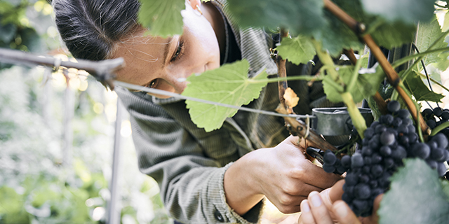 Person, die Steillagen-Trauben mit einer Gartenschere für echten HochGenuss von einem Rebstock erntet. Person, die Steillagen-Trauben mit einer Gartenschere für echten HochGenuss von einem Rebstock erntet.